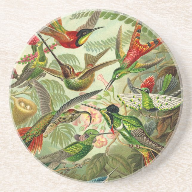 Ernst Haeckel Trochilidae Underlägg (Framsidan)