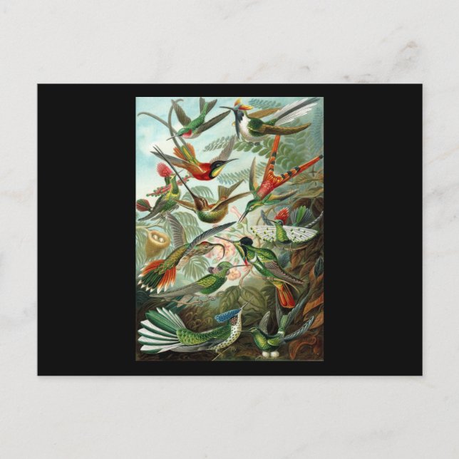 Ernst Haeckel Trochilidae Vykort (Framsida)