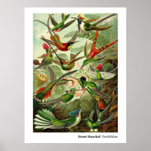 Ernst Haeckel TrochilidaeHummingbird Poster