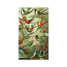 Ernst Haeckel TrochilidaeHummingbird