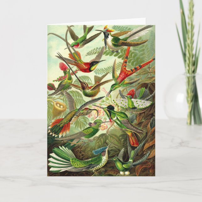 Ernst Haeckel - TrochilidaeHummingbirds Kort (Framsida)