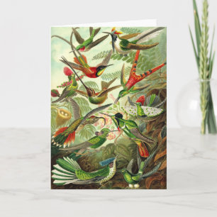 Ernst Haeckel - TrochilidaeHummingbirds Kort