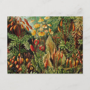 Ernst Haeckel Vintage Botanical Art Vykort