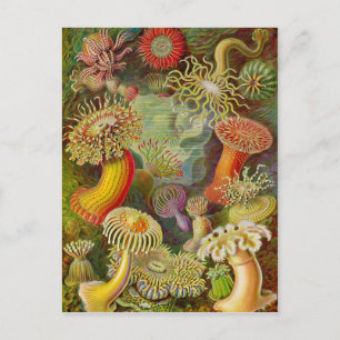 Ernst Haeckels Actinae Ocean Life Vykort