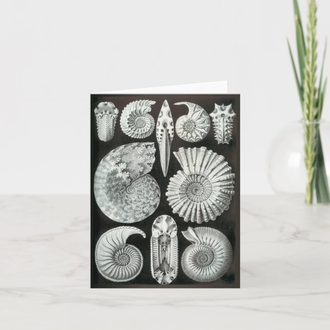 Ernst Haeckels Ammonites Kort (Framsida)