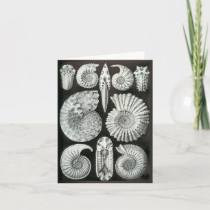 Ernst Haeckels Ammonites Kort