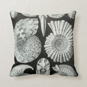 Ernst Haeckels Ammonites Kudde