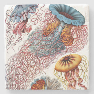 Ernst Haeckels Discomedusae Underlägg Sten