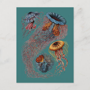 Ernst Haeckels disko Medusae Vykort