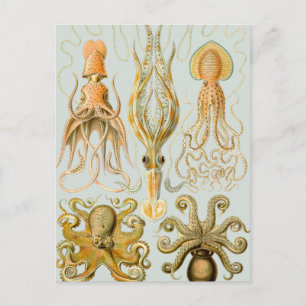 Ernst Haeckels Gamochonia Vykort