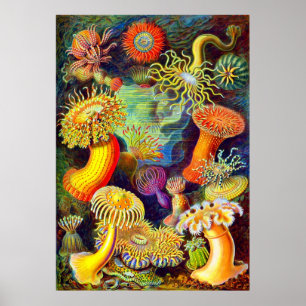 Ernst Haeckels havsanemones Poster