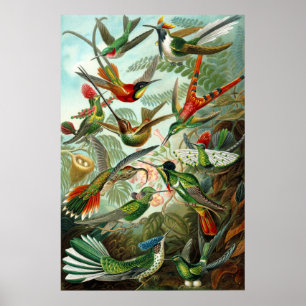 Ernst Haeckels Hummingbird Poster