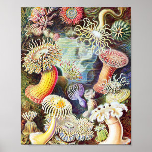 Ernst Haeckels illustration av havsanemoner Poster
