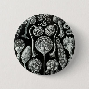Ernst Haeckels Mycetozoa Knapp