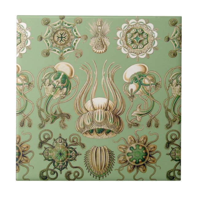 Ernst Haeckels Narcomedusae Kakelplatta (Framsidan)