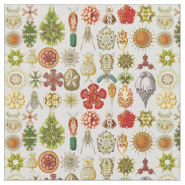 Ernst Haeckels Oceanic under Tyg