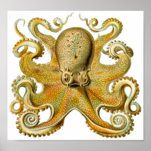 Ernst Haeckels Octopus Vintage Art Poster