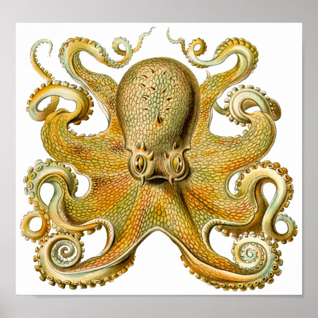 Ernst Haeckels Octopus Vintage Art Poster (Framsidan)