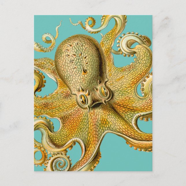 Ernst Haeckels Octopus Vykort (Framsida)
