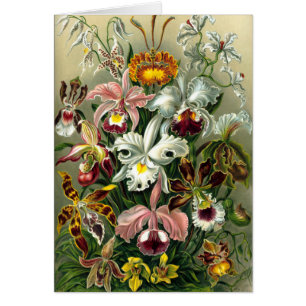 Ernst Haeckels Orchidaceae OBS Kort