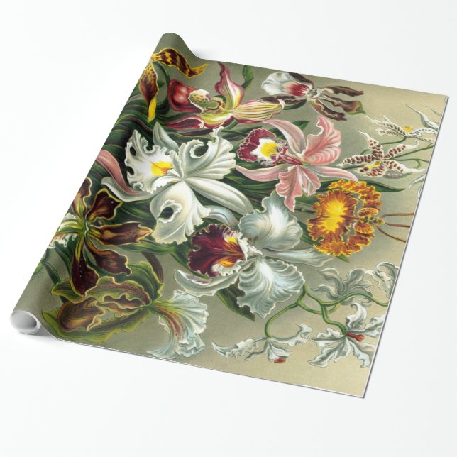 Ernst Haeckels Orchidaceae Wrapping Papper Presentpapper (Utrullad)