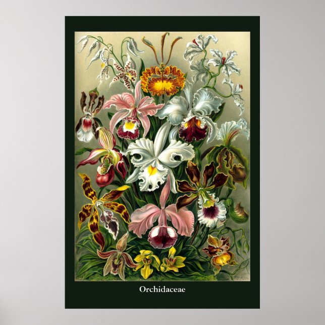 Ernst Haeckels Poster av Orchidaceae (Framsidan)