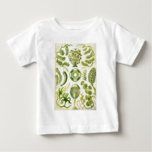 Ernst Haeckels Siphoneae sjögräs och alger Tee