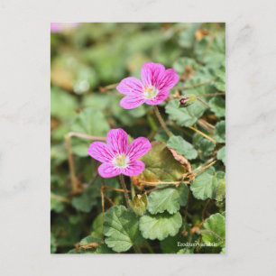 Erodium variabile [vykort] ポ ス ト カ ー vykort