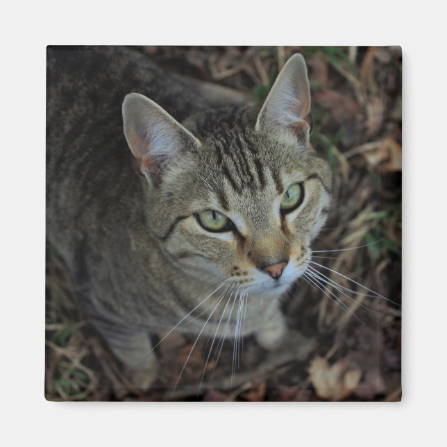 Eros Magnet (Framsidan)