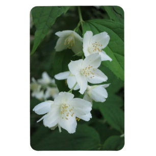 Ersätt Personligen Skapa jasminfoto-Lodrät Magnet