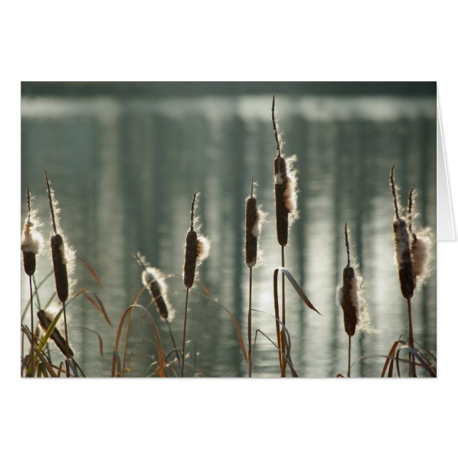 Ersättningskort Hälsningskort (Framsidan Horizontal)