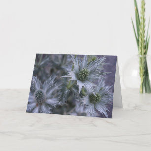 Eryngium giganteum, "Miss Willmott's Ghost" Kort