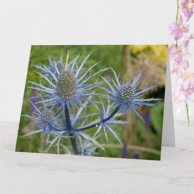 Eryngium Maritimum, Sea Holly Kort (Orkide)
