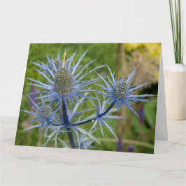 Eryngium Maritimum, Sea Holly Kort