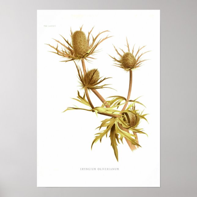 Eryngium oliverianum poster (Framsidan)