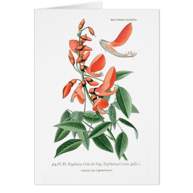 Erythrina crista-galli hälsningskort (Framsidan)
