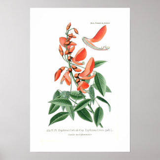 Erythrina crista-galli poster