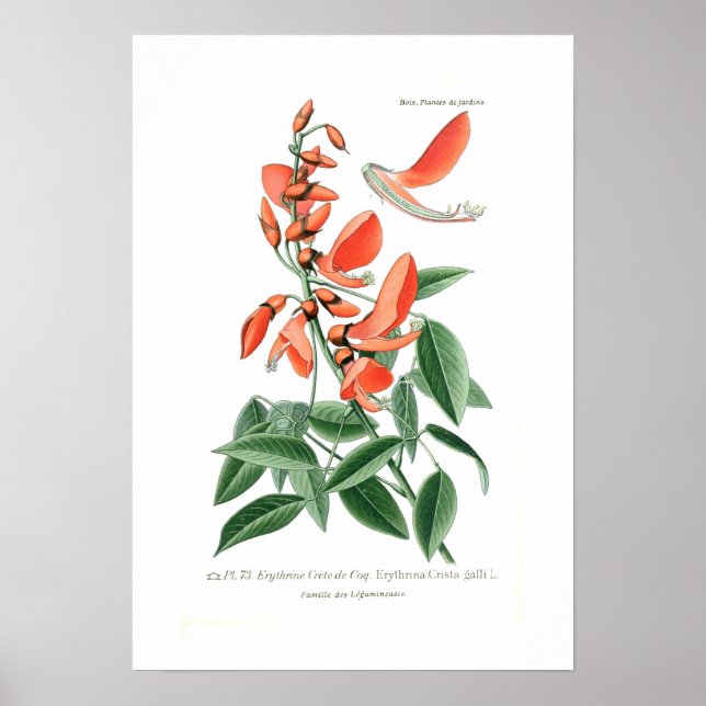 Erythrina crista-galli poster (Framsidan)