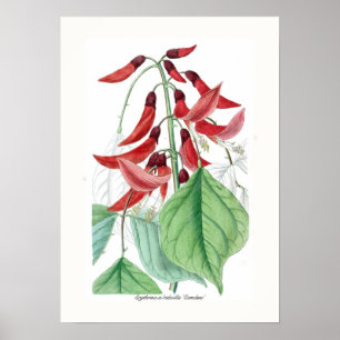 Erythrina x bidwillii 'Camdeni Poster
