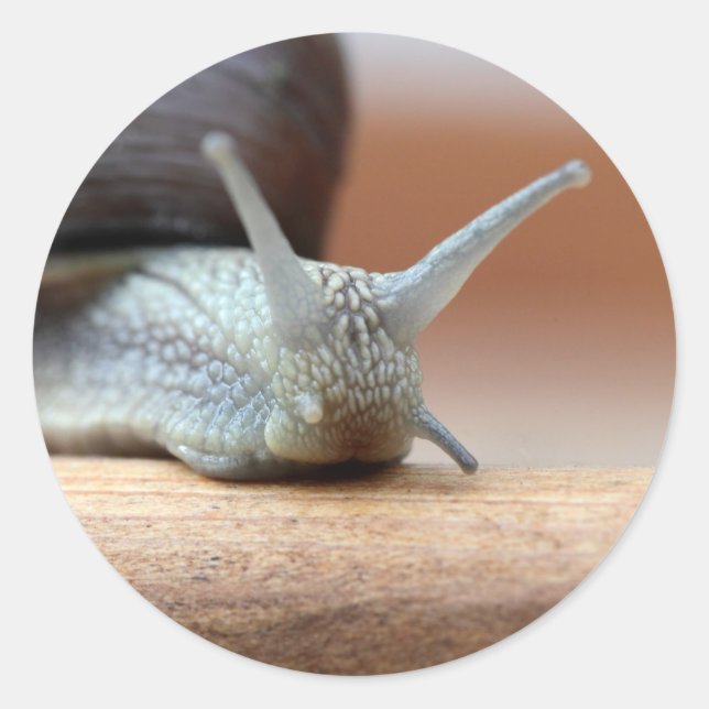 Escargot Runt Klistermärke (Framsida)