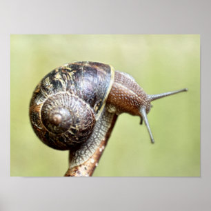 Escargots - Rikens glädje Poster