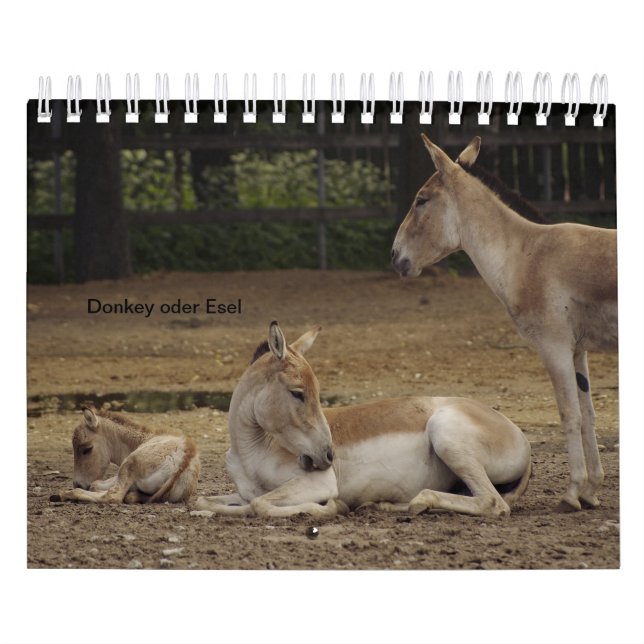 Esel oder Donkey als Kalender (Omslag)
