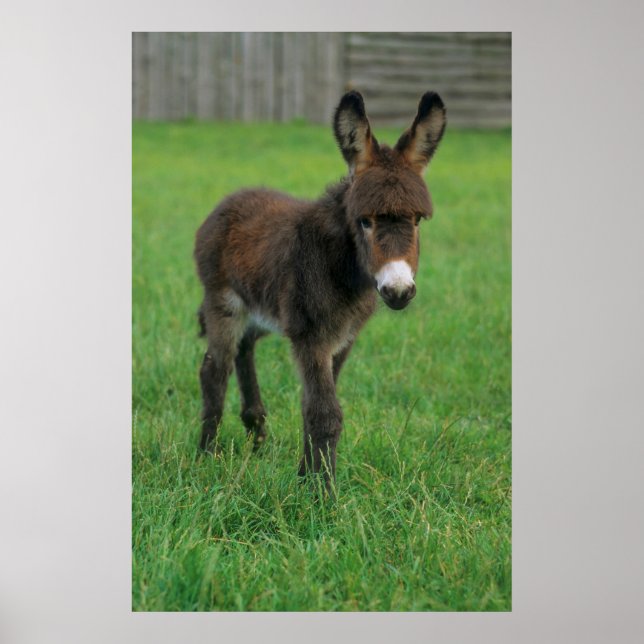 Esel, Zwergesel, in der Koppel, Portraet Poster (Framsidan)