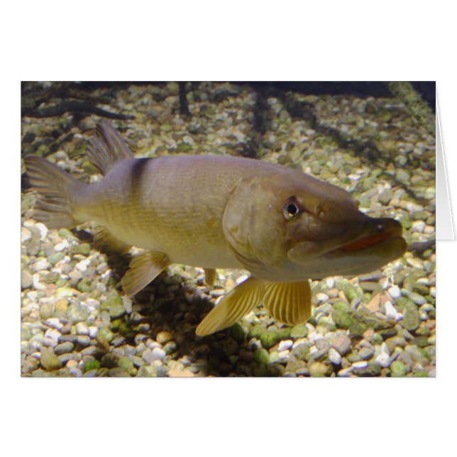 Esox lucius hälsningskort (Framsidan Horizontal)
