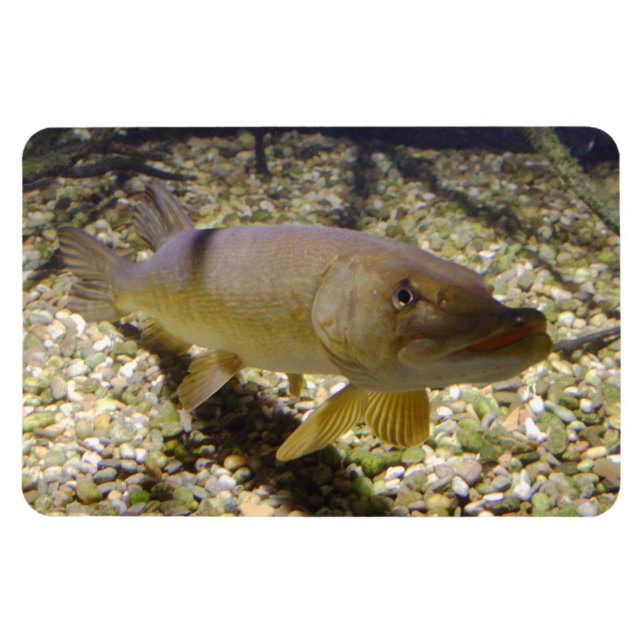 Esox lucius magnet (Horisontell)