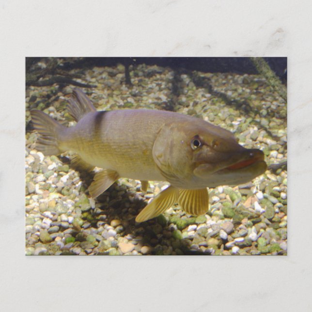 Esox lucius vykort (Framsida)