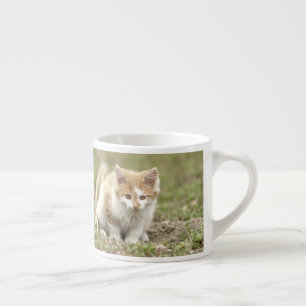 espresso kopp Photo cat pet. espresso kopp Espressomugg