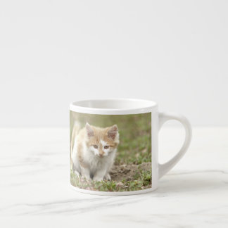 espresso kopp Photo cat pet. espresso kopp Espressomugg