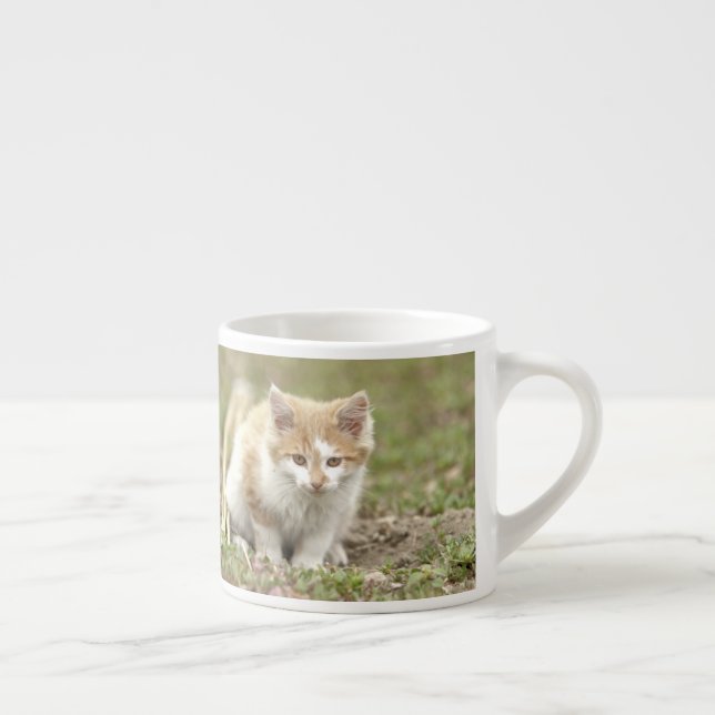 espresso kopp Photo cat pet. espresso kopp Espressomugg (Höger)
