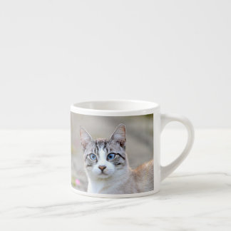 espresso kopp Photo cat pet. espresso kopp Espressomugg